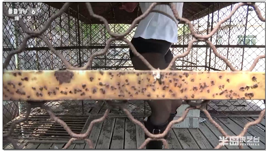 【半岛束艺】战地2020 上集