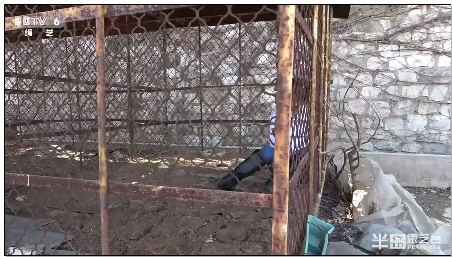 【半岛束艺】黄雀行动